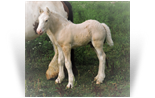 2016 Silver Palomino w/Agouti Colt - out of Kaelana of LexLin - SOLD 